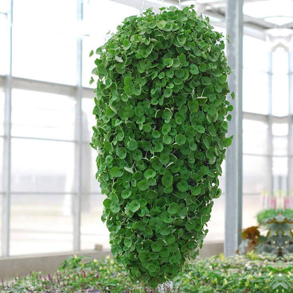 Dichondra Repens (Kidney Weed) Seeds for Planting – Heirloom, Non-GMO, Evergreen Groundcover, Easy to Grow, Perennial Variety