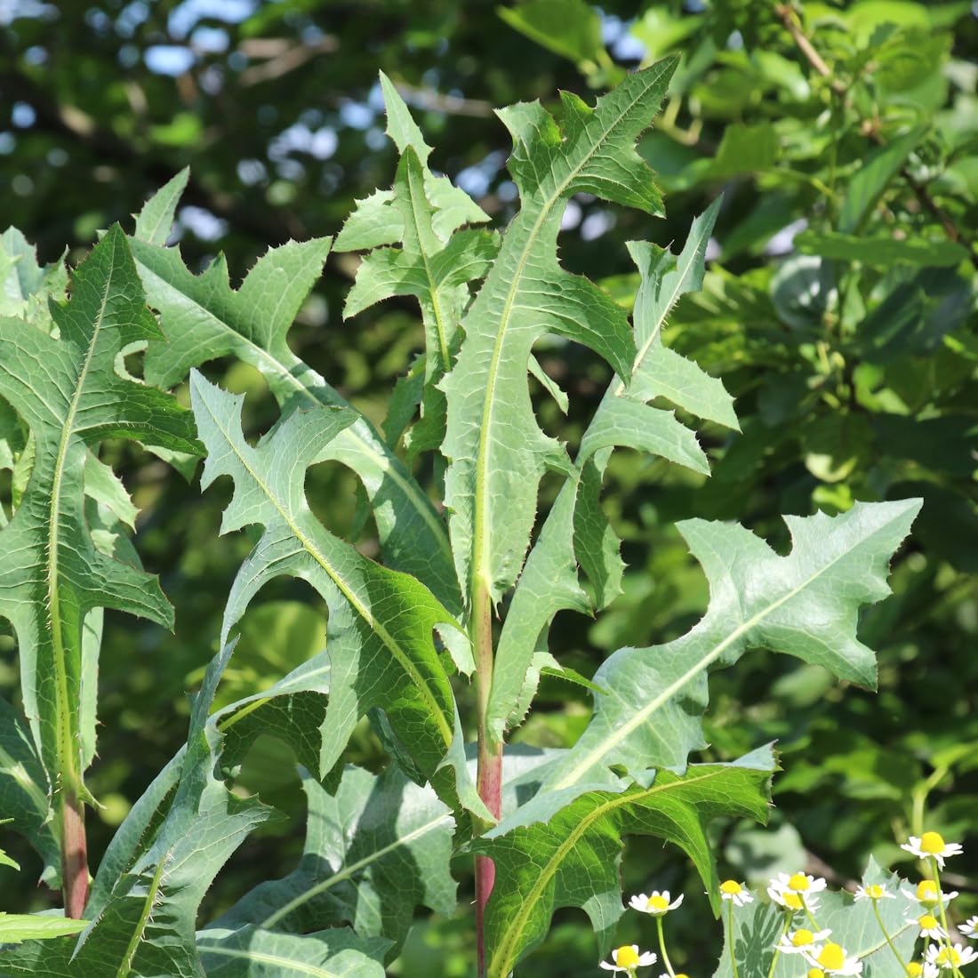 Wild Lettuce Lactuca Virosa – Edible Herb Garden Seeds