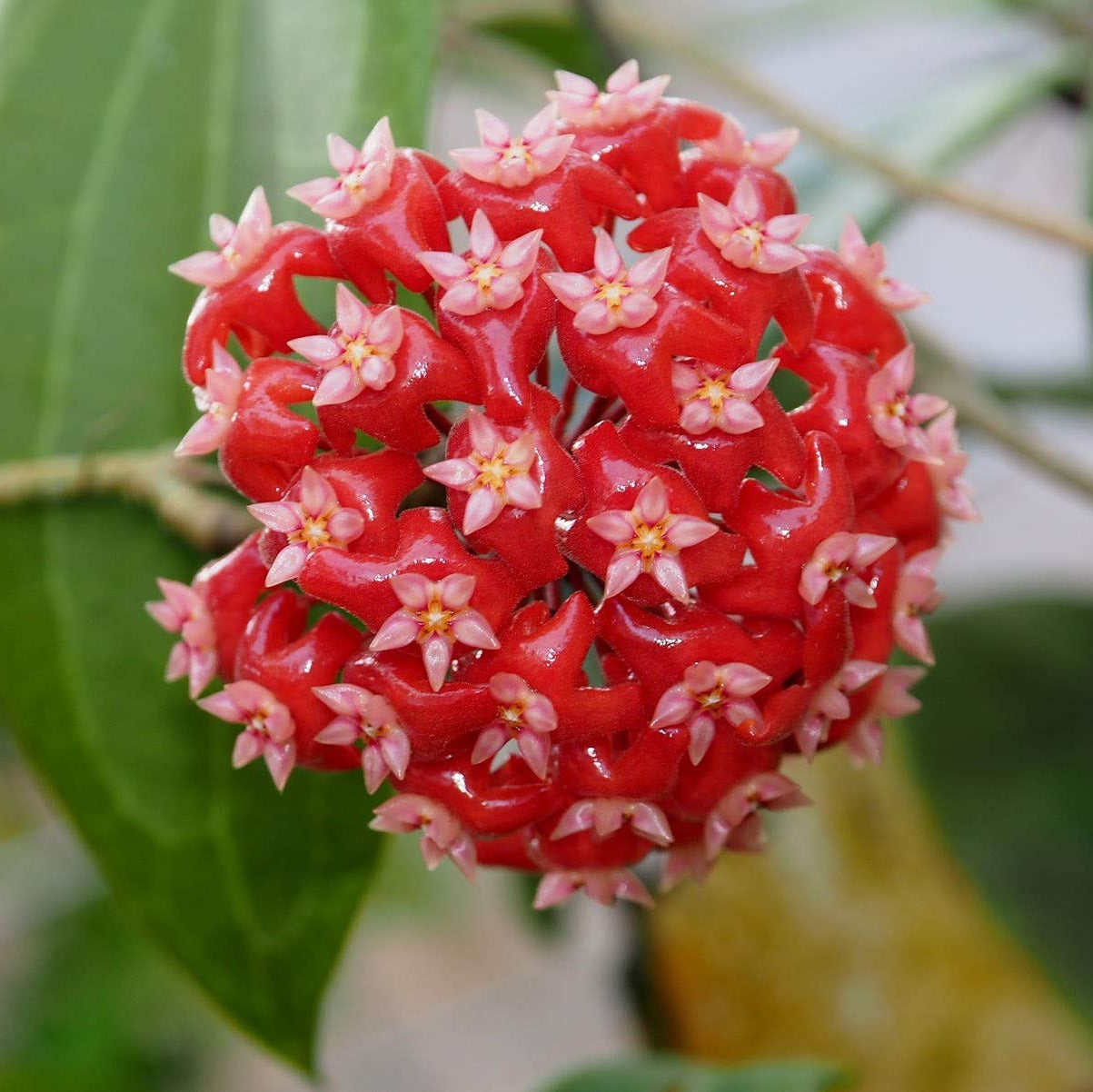 Mixed Hoya (Hoya spp.) Bloom Seeds for Planting – Heirloom, Non-GMO, Tropical Climbing Variety, Easy to Grow