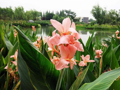 Canna Canna x Generalis – Rose Garden Flower Seeds