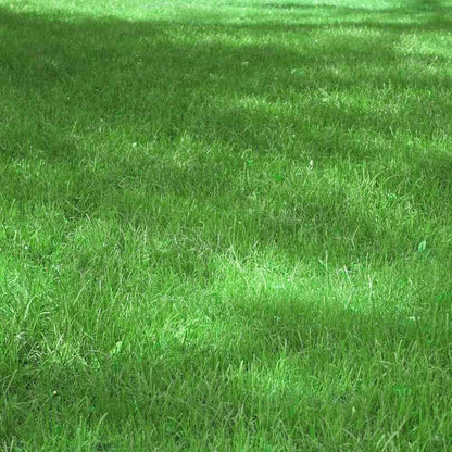 Zoysia Japonica Seeds, Japanese Lawn Grass / Korean Lawn Grass Seeds