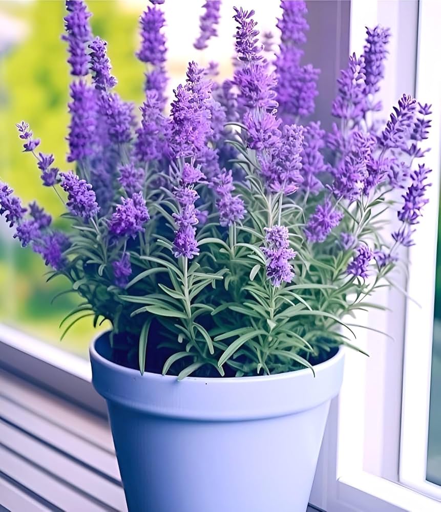 Lavender Kawaii Japanese – Garden Herb Seeds
