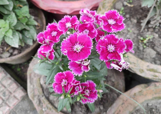 Sweet William Mix – Colorful Garden Flower Seeds