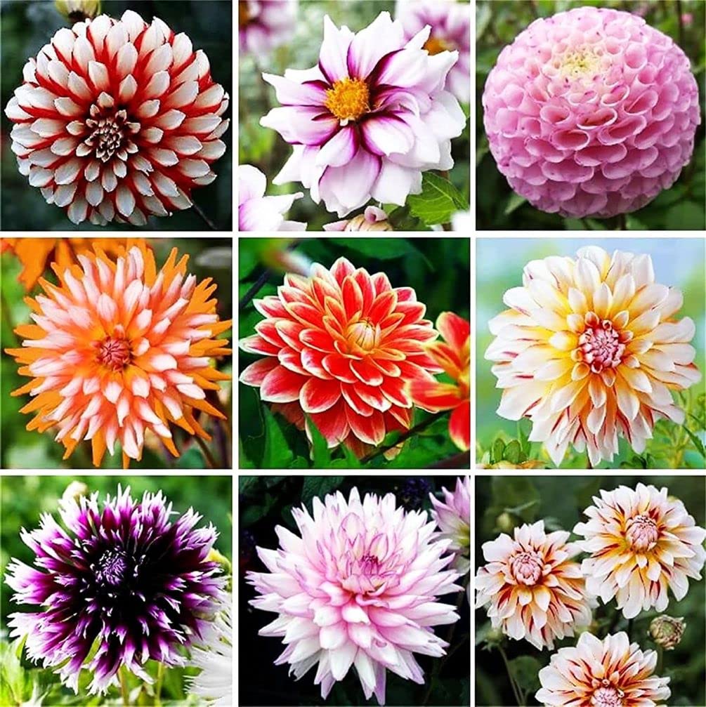 Mixed Colors Dinnerplate – Colorful, Mixed, Perennial Flower Seeds
