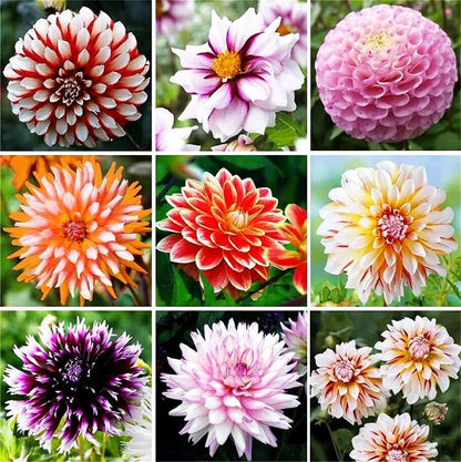 Mixed Colors Dinnerplate – Colorful, Mixed, Perennial Flower Seeds