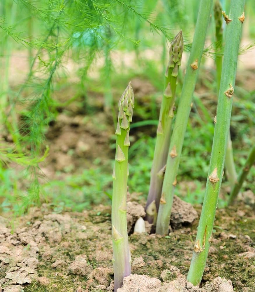 Mary Washington Asparagus Seeds Non-GMO Fresh Garden Seeds for Planting