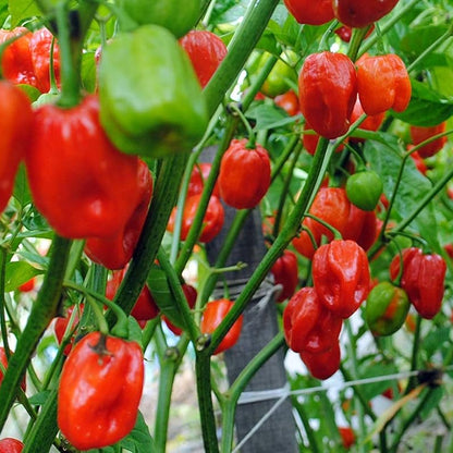 Aji Dulce Pepper Seeds Sweet Caribbean Chili - Mild, Flavorful Heirloom Pepper