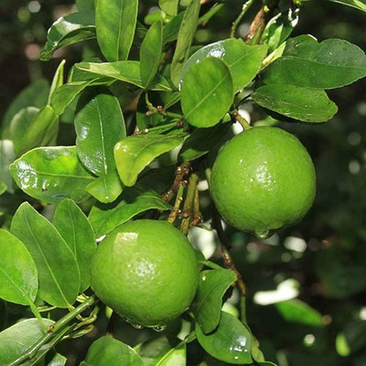 Lime Tree (Citrus aurantiifolia) Seeds for Planting – Heirloom, Non-GMO, Easy to Grow, Perennial Citrus Variety