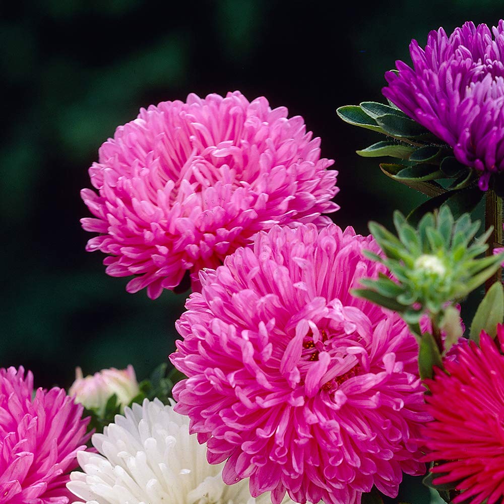 Aster Crego Giant – Mixed Flower Seeds
