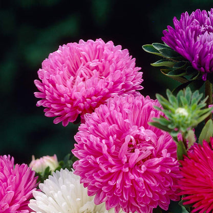 Aster Crego Giant – Mixed Flower Seeds