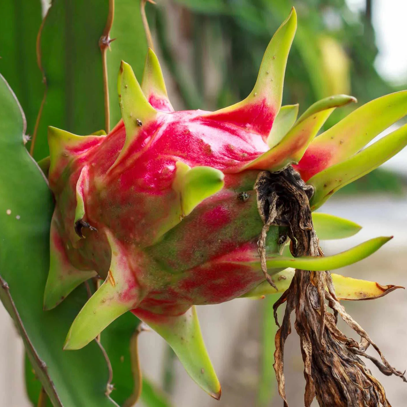 Pitaya (Dragon Fruit) Seeds for Planting – Heirloom, Non-GMO, Easy to Grow, Tropical Variety