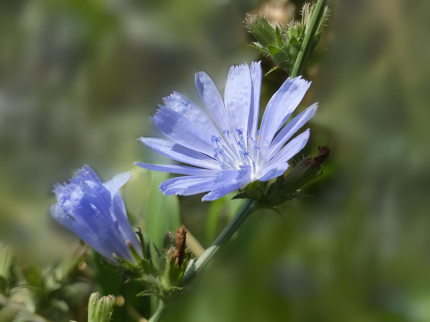 Chicory Cichorium Intybus – Garden Herb and Flower Seeds