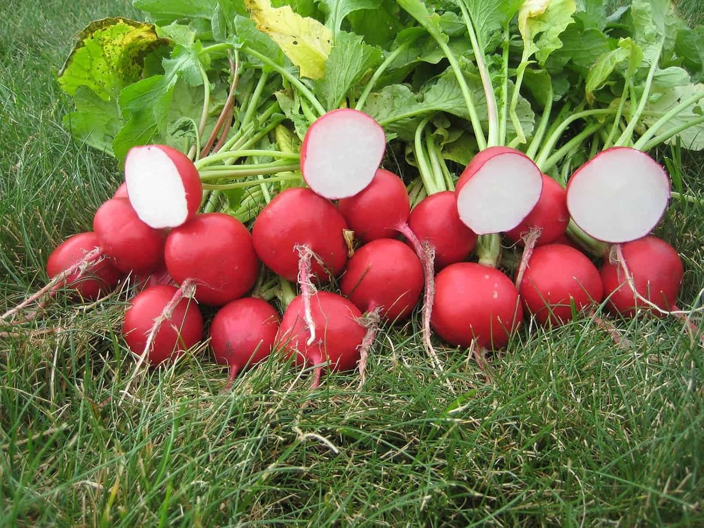 German Giant Radish – Garden