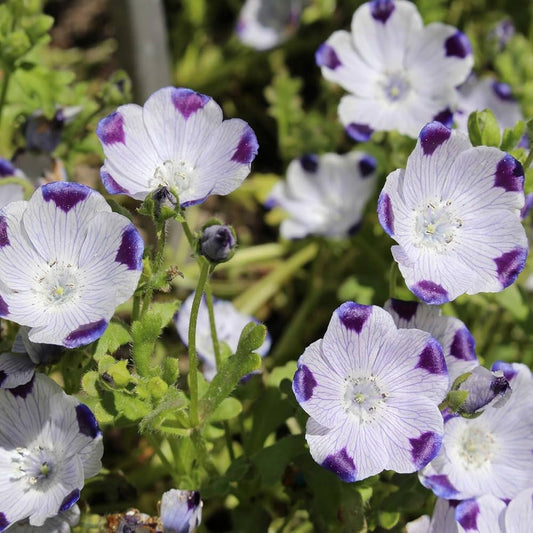 Five Spot – Colorful Wildflower Garden Seeds