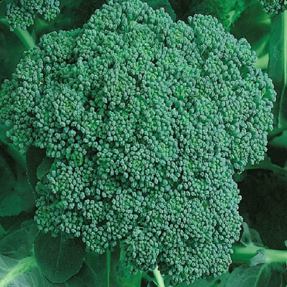Broccoli Seeds Non-GMO Fresh Garden Heirloom Green Sprouting Calabrese