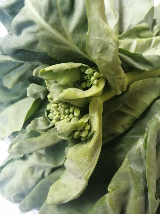 Kailaan Gai Lan – Asian Green Broccoli Kale Vegetable Seeds