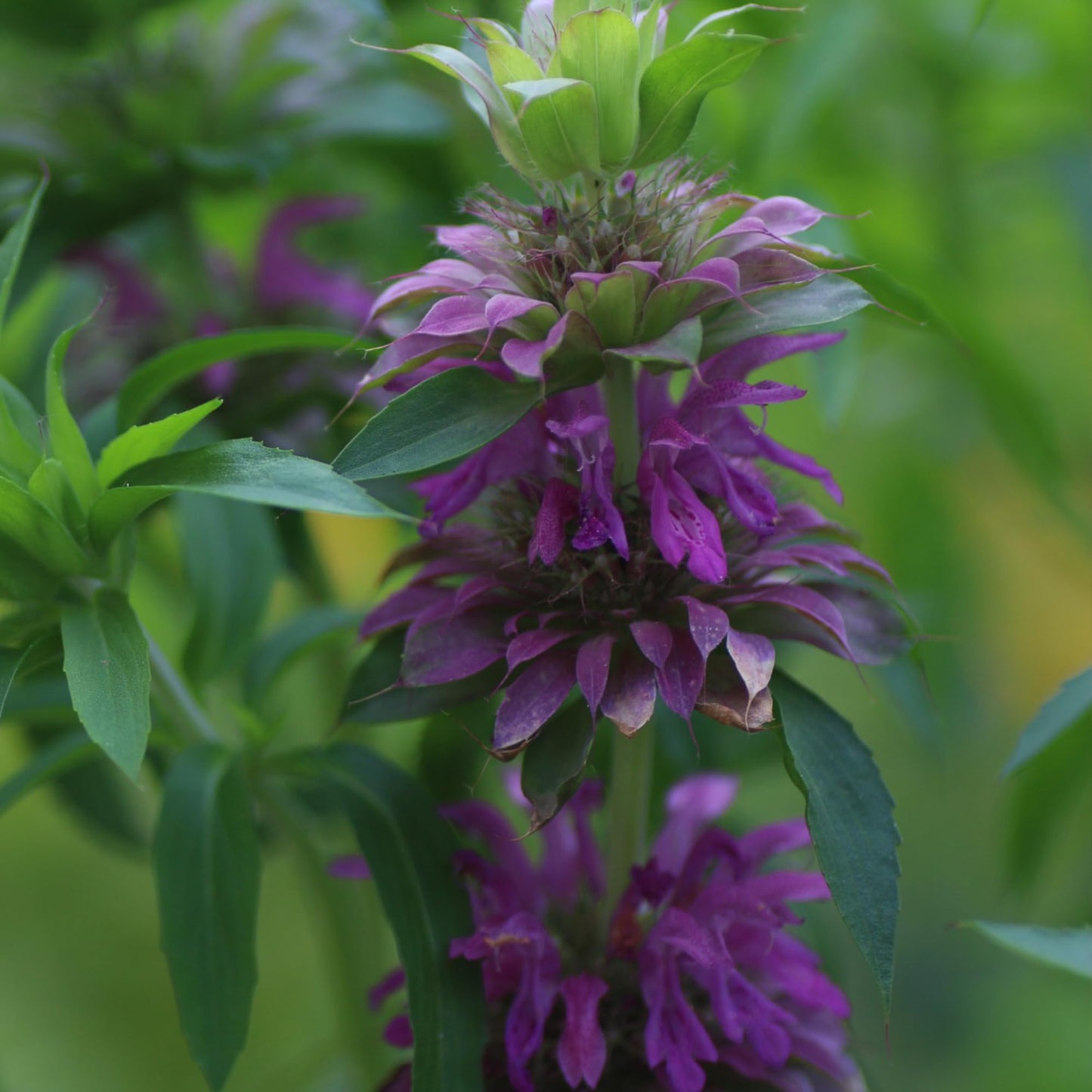 Lemon Mint Monarda Citriodora – Fragrant Perennial Herb Seeds