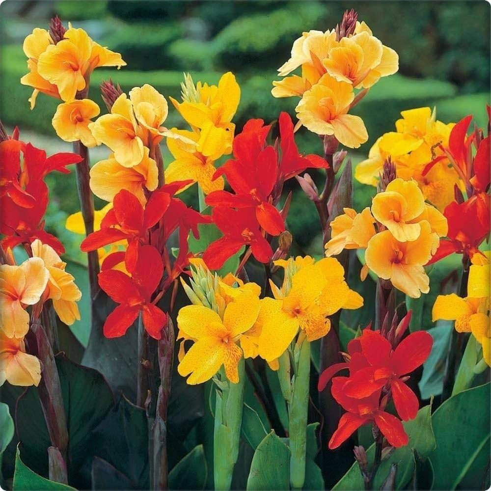 Canna Canna Indica Hybrids – Mixed Color Flower Seeds