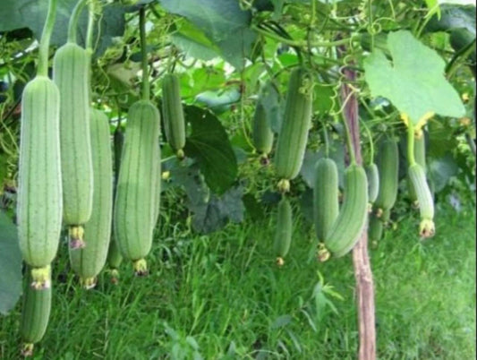 Luffa Cylindrica – Loofah Vegetable Garden Seeds
