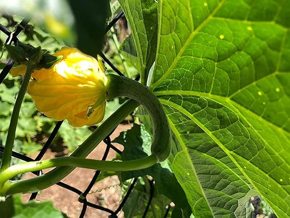 Luffa Sponge Gourd – Garden Flower Seeds