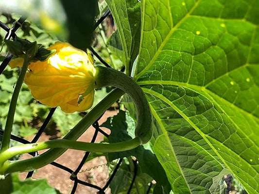 Luffa Sponge Gourd – Garden Flower Seeds