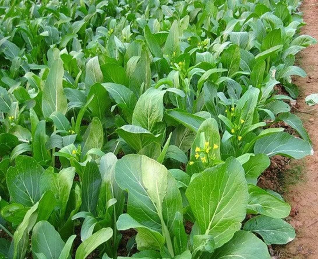 Yu Choy Sum – Fast Growing Leafy Vegetable Seeds