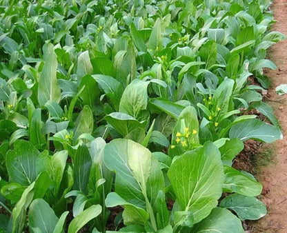 Yu Choy Sum – Fast Growing Leafy Vegetable Seeds