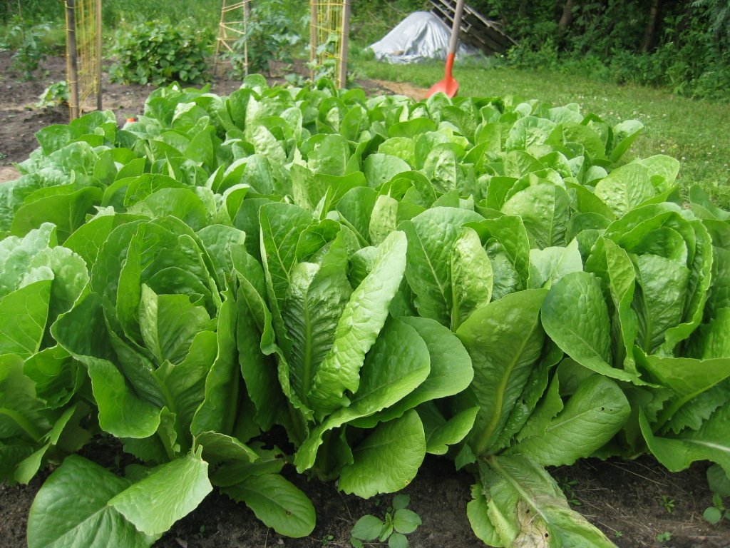 Spinach Hybrid Spinacia Oleracea – Vegetable Garden Seeds