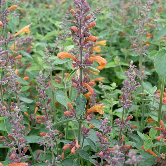 Agastache Agastache Aurantiaca – Apricot Sprite Fragrant Flower Seeds