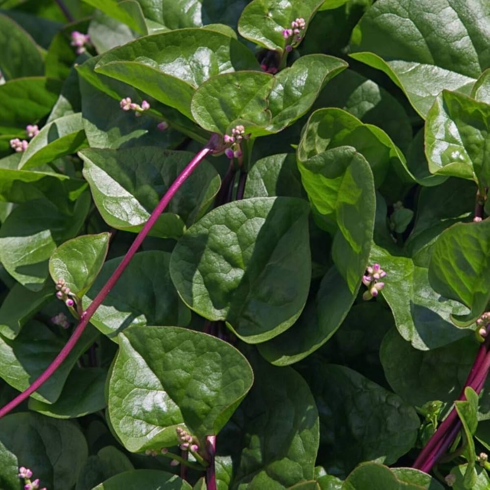 Malabar Spinach Red Stem Basella Rubra – Edible Vine Vegetable Seeds