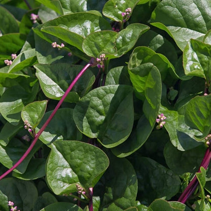 Malabar Spinach Red Stem Basella Rubra – Edible Vine Vegetable Seeds
