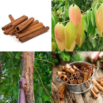 Cassia Cinnamon Seeds (Cinnamomum cassia) for Planting
