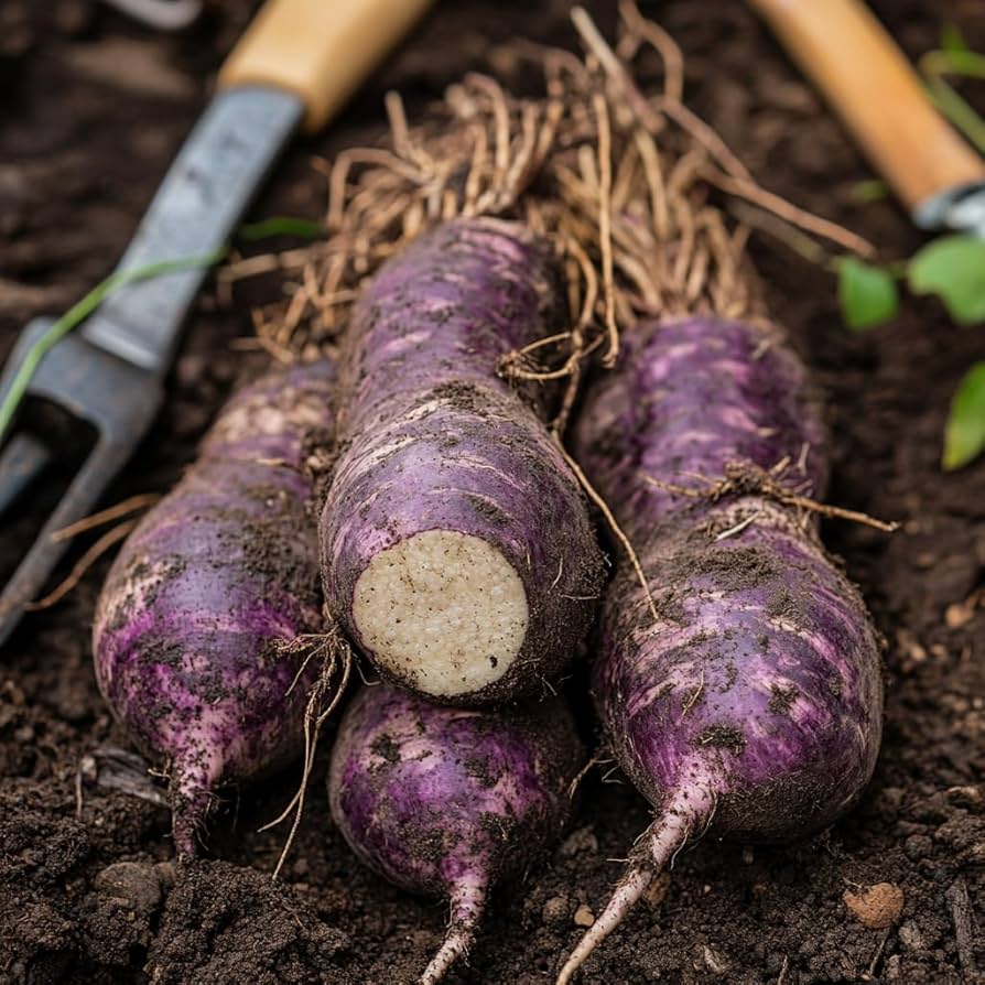 Yam (Dioscorea) Vegetable Seeds for Planting – Heirloom, Non-GMO, Easy to Grow, Root Crop Variety