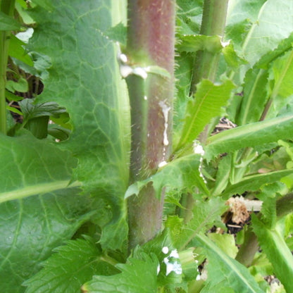 Wild Lettuce Lactuca Virosa – Edible Herb Garden Seeds