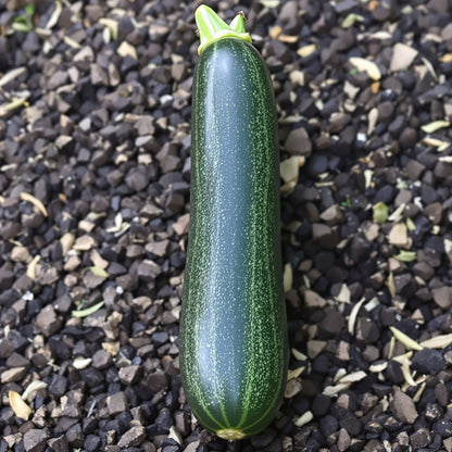 Black Beauty Zucchinni – Garden Vegetable Seeds