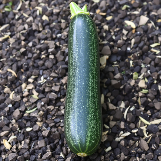 Black Beauty Zucchinni – Garden Vegetable Seeds