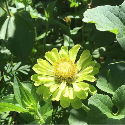Envy Zinnia Flower Seeds Unique Green Blooms