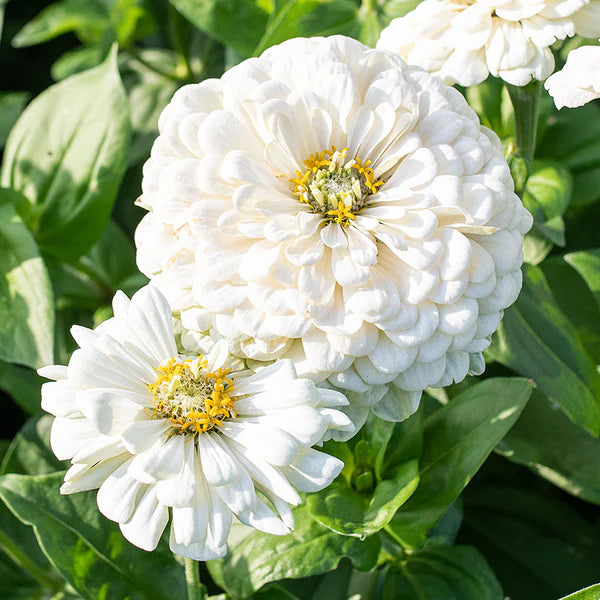 Zinnia Polar Bear Zinnia Elegans – Compact Garden Flower Seeds