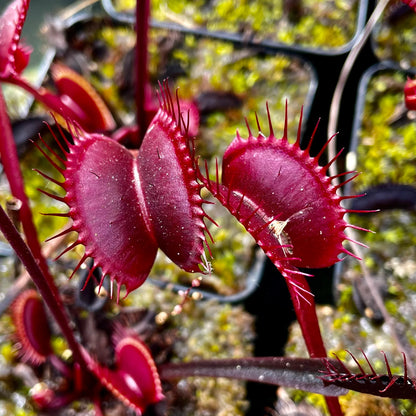 Venus Flytrap ‘Akai Ryu’ Seeds – Heirloom, Non-GMO, Carnivorous Plant Variety