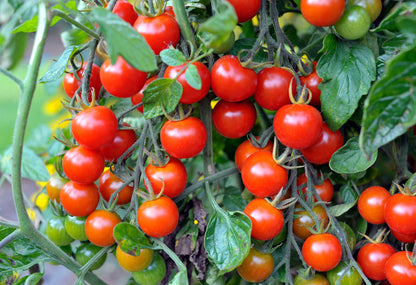 Myrium Cherry Tomato – Heirloom Vegetable Garden Seeds