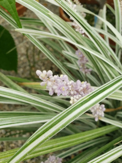 Variegated Mondo Grass Ophiopogon Japonicus – Hardy Ground Cover Seeds