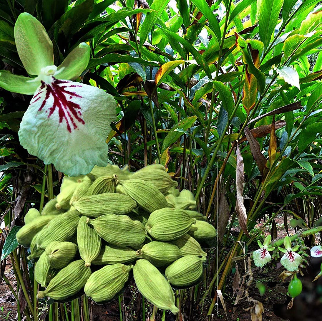 Green Cardamom (Elettaria cardamomum) Seeds for Planting – Aromatic True Cardamom