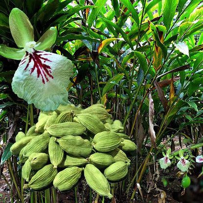 Green Cardamom (Elettaria cardamomum) Seeds for Planting – Aromatic True Cardamom