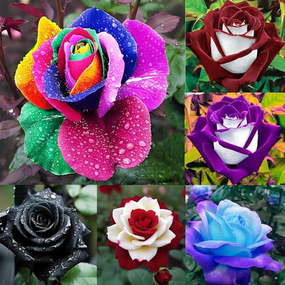 Rose – Colorful Garden Flower Seeds
