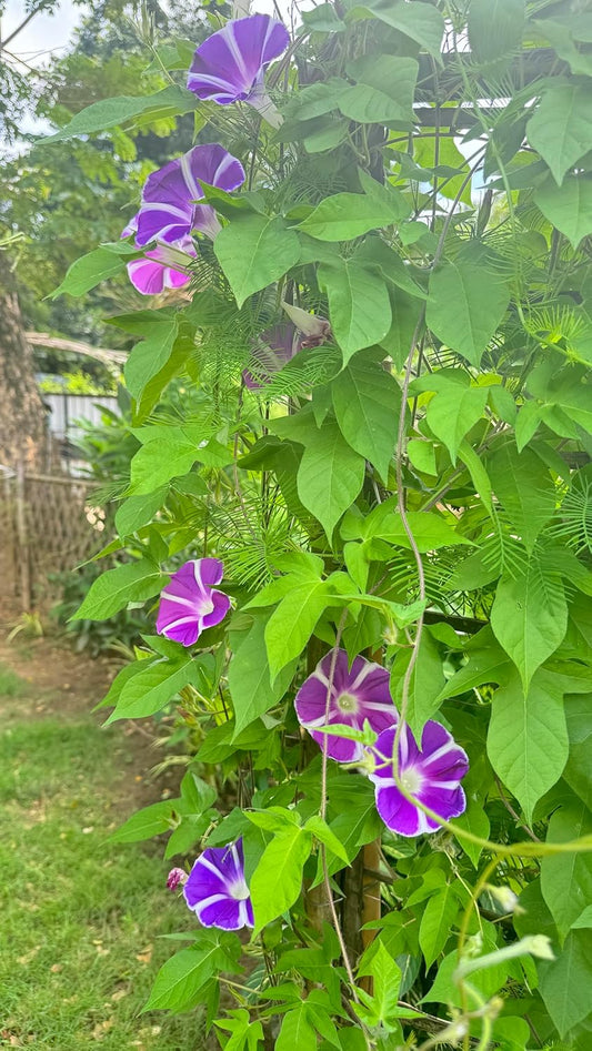 Purple Blizzard Fuji – Garden Flower Seeds