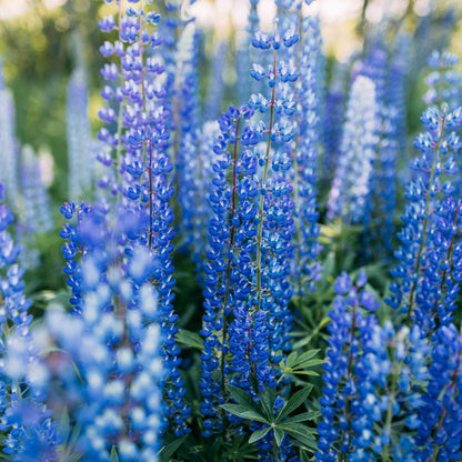 Blue Lupine Flower – Annual Flower Seeds