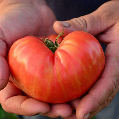 Olimp Malinovyi Tomato – Heirloom Vegetable Garden Seeds