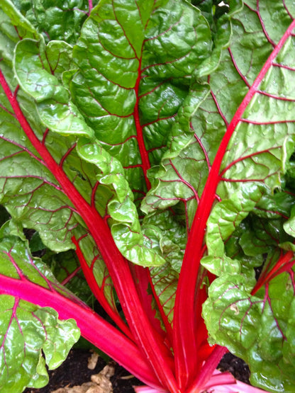Ruby Red Swiss – Garden Vegetable Seeds
