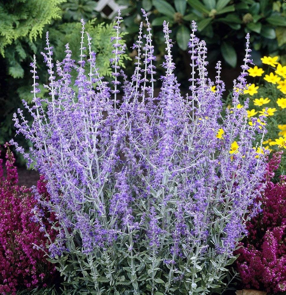 Little Spire Russian Sage Perovskia Atriplicifolia Little Spire Compact Drought-Tolerant Perennial Fragrant Blue Flowers