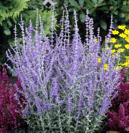 Little Spire Russian Sage Perovskia Atriplicifolia Little Spire Compact Drought-Tolerant Perennial Fragrant Blue Flowers